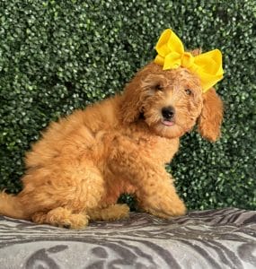 F1B Micro Goldendoodle Female Puppy “Ladybird Johnson” 15-25 lbs 2