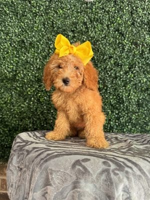 F1B Micro Goldendoodle Female Puppy “Ladybird Johnson” 15-25 lbs 1