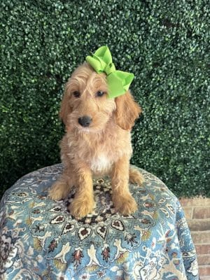 F1 Mini Goldendoodle Female Puppy Justine 25-35 lbs 1