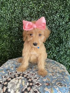 F1 Standard Goldendoodle Female Puppy “Maddi” 55-65 lbs 2