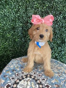 F1 Standard Goldendoodle Female Puppy “Maddi” 55-65 lbs 3