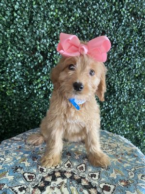 F1 Standard Goldendoodle Female Puppy “Maddi” 55-65 lbs