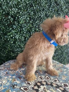 F1 Standard Goldendoodle Female Puppy “Maddi” 55-65 lbs 4