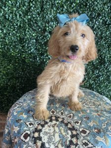 F1 Standard Goldendoodle Female Puppy “Rosetta” 55-65 lbs 3