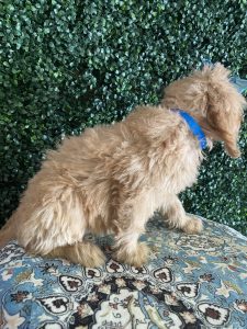 F1 Standard Goldendoodle Female Puppy “Rosetta” 55-65 lbs 4