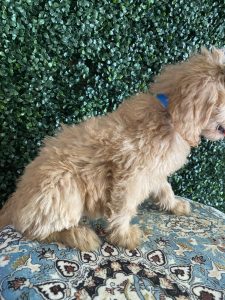 F1 Standard Goldendoodle Female Puppy “Rosetta” 55-65 lbs 5