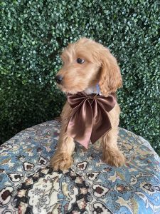 F1 Standard Goldendoodle Male Puppy “Boogie” 55-65 lbs 2