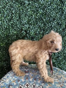 F1 Standard Goldendoodle Male Puppy “Boogie” 55-65 lbs 3