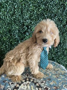 F1 Standard Goldendoodle Male Puppy “Mercury” 55-65 lbs 2