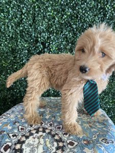 F1 Standard Goldendoodle Male Puppy “Mercury” 55-65 lbs 3