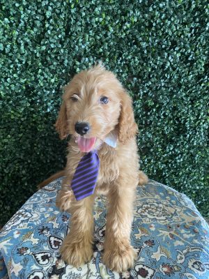 F1 Standard Goldendoodle Male Puppy “Phillip” 55-65 lbs