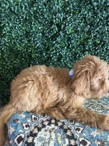 F1 Standard Goldendoodle Male Puppy “Theo” 55-65 lbs 2