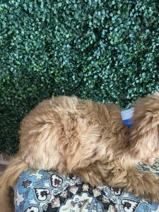 F1 Standard Goldendoodle Male Puppy “Theo” 55-65 lbs 3