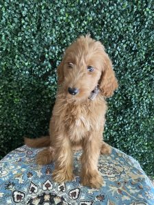 F1 Standard Goldendoodle Male Puppy “Theo” 55-65 lbs 4