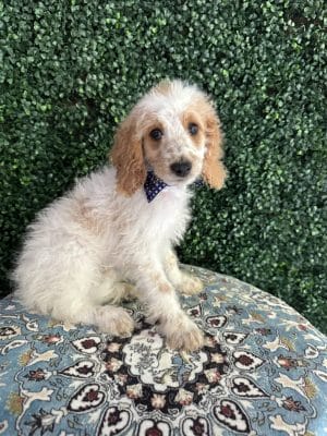 F1B Mini Goldendoodle Male Puppy Dapper 25-35 lbs 1