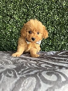 F1B Micro Goldendoodle Male Puppy “Elf” 15-25 lbs