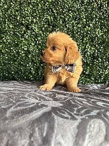 F1B Micro Goldendoodle Male Puppy “Elf” 15-25 lbs