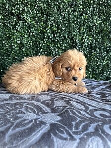 F1B Micro Goldendoodle Male Puppy “Elf” 15-25 lbs