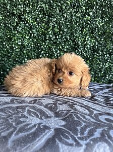 F1B Micro Goldendoodle Male Puppy “Elf” 15-25 lbs