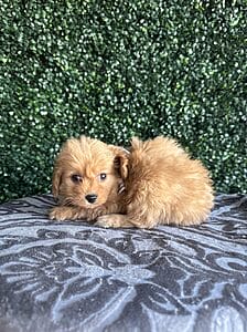 F1B Micro Goldendoodle Male Puppy “Elf” 15-25 lbs