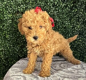 F1B Micro Goldendoodle Female Puppy “Sarah Lee” 15-25 lbs 1