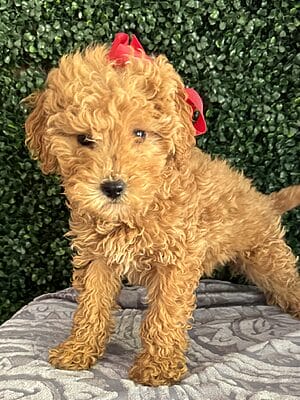 F1B Micro Goldendoodle Female Puppy “Sarah Lee” 15-25 lbs 1