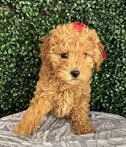 F1B Micro Goldendoodle Female Puppy “Sarah Lee” 15-25 lbs 7