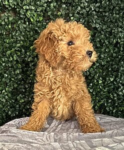 F1B Micro Goldendoodle Female Puppy “Sarah Lee” 15-25 lbs 6