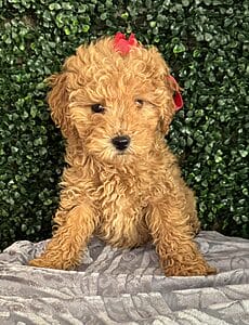 F1B Micro Goldendoodle Female Puppy “Sarah Lee” 15-25 lbs 5