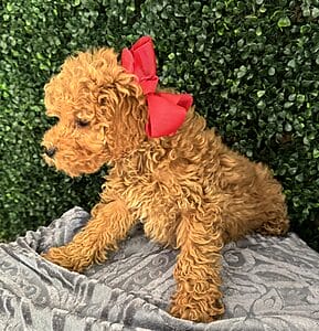 F1B Micro Goldendoodle Female Puppy “Sarah Lee” 15-25 lbs 4