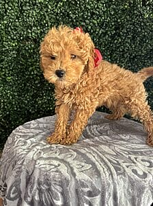 F1B Micro Goldendoodle Female Puppy “Sarah Lee” 15-25 lbs 3