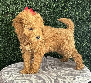 F1B Micro Goldendoodle Female Puppy “Sarah Lee” 15-25 lbs 2