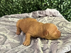 F1B Micro Goldendoodle Puppy “Christmas Litter”