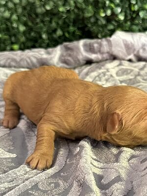 F1B Micro Goldendoodle Puppy “Christmas Litter”