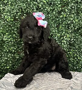 F1 Mini Goldendoodle Female Puppy “Zara” 25-35 lbs 1