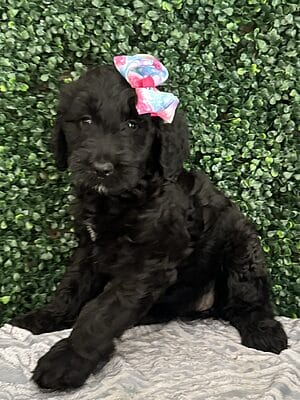 F1 Mini Goldendoodle Female Puppy “Zara” 25-35 lbs 1