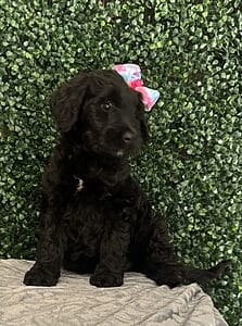 F1 Mini Goldendoodle Female Puppy “Zara” 25-35 lbs 3