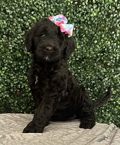 F1 Mini Goldendoodle Female Puppy “Zara” 25-35 lbs 4