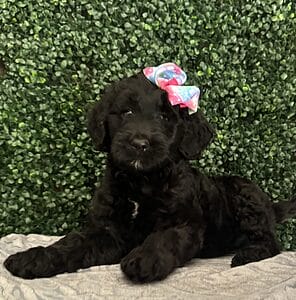 F1 Mini Goldendoodle Female Puppy “Zara” 25-35 lbs 5