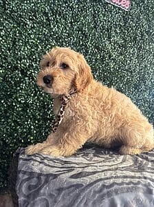 F1 Mini Goldendoodle Male Puppy “Comet” 25-35 lbs