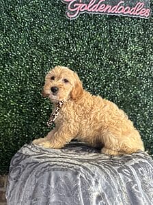 F1 Mini Goldendoodle Male Puppy “Comet” 25-35 lbs