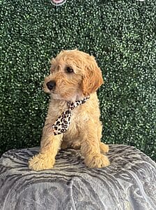 F1 Mini Goldendoodle Male Puppy “Comet” 25-35 lbs