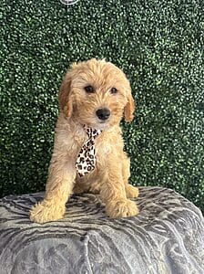 F1 Mini Goldendoodle Puppy “Comet” 25-35 lbs Male