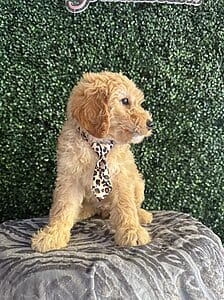 F1 Mini Goldendoodle Male Puppy “Comet” 25-35 lbs