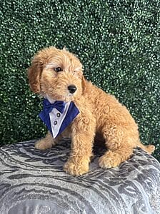 F1 Mini Goldendoodle Male Puppy “Gizmo” 25-35 lbs