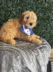 F1 Mini Goldendoodle Male Puppy “Gizmo” 25-35 lbs