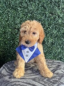 F1 Mini Goldendoodle Puppy “Gizmo” 25-35 lbs Male Pup