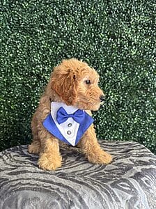 F1 Mini Goldendoodle Male Puppy “Gizmo” 25-35 lbs