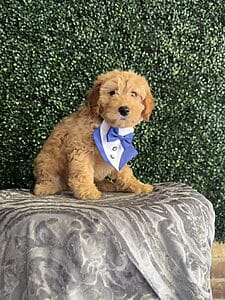 F1 Mini Goldendoodle Male Puppy “Gizmo” 25-35 lbs