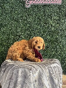 F1 Mini Goldendoodle Male Puppy “Nicholas” 25-35 lbs